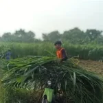 pakan hijau pasokan stabil