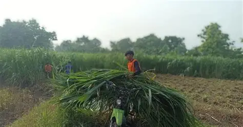 pakan hijau pasokan stabil
