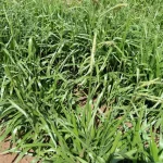 rumput brachiaria kualitas tinggi