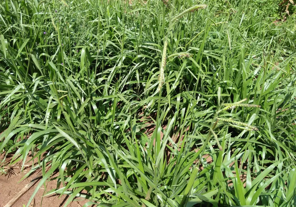 rumput brachiaria kualitas tinggi
