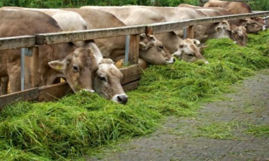 hijauan produktif untuk sapi