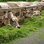 hijauan produktif untuk sapi