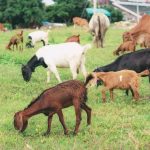hijauan untuk kambing domba