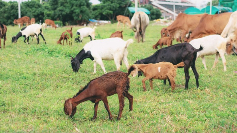 hijauan untuk kambing domba