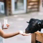 nutrisi penting untuk kambing rumahan