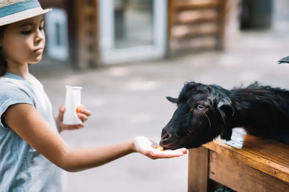 nutrisi penting untuk kambing rumahan