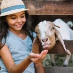 investasi usaha kambing mini