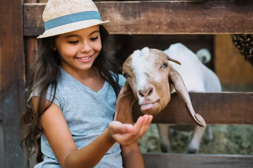 investasi usaha kambing mini