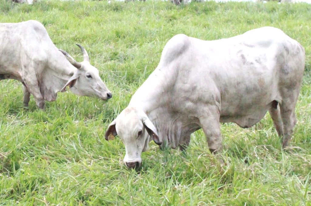 manfaat hijauan bagi bobot sapi
