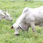 manfaat hijauan bagi bobot sapi