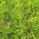 rumput kering tahan simpan
