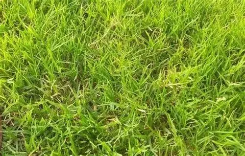 rumput kering tahan simpan