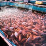 kelebihan sistem bioflok ikan nila