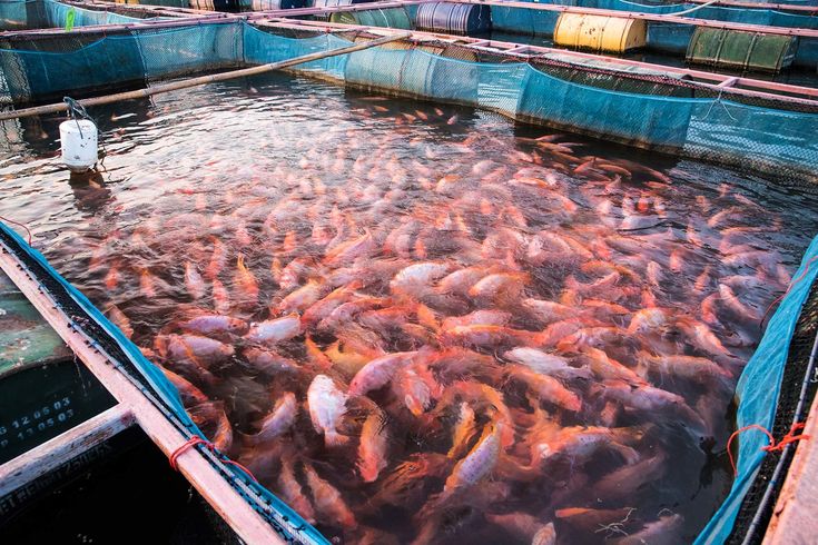 kelebihan sistem bioflok ikan nila