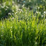 rumput campuran ransum ternak