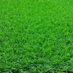 rumput tahan musim panas