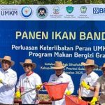 keterlibatan umkm dalam mbg