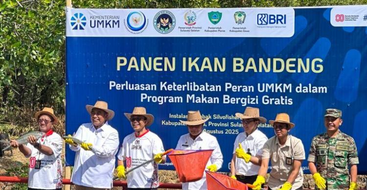 keterlibatan umkm dalam mbg