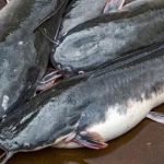 nutrisi lengkap untuk lele