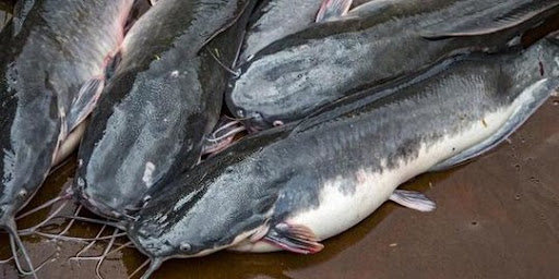 nutrisi lengkap untuk lele