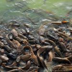 penyakit kembung pada ikan lele