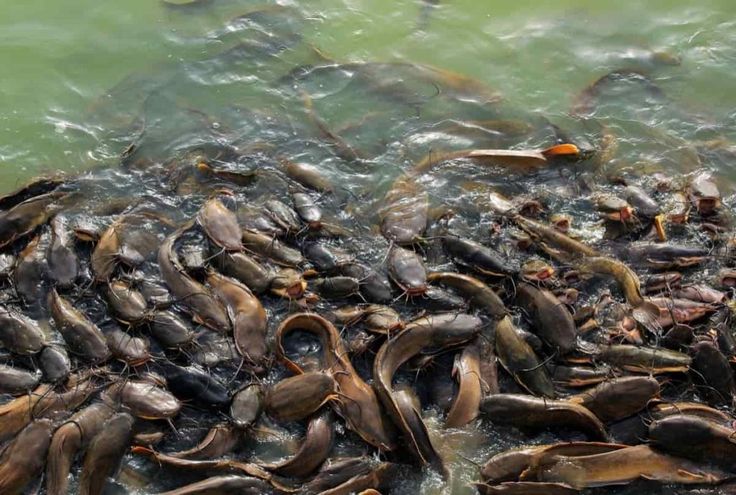 penyakit kembung pada ikan lele