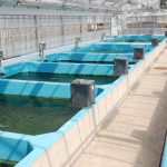 kualitas air kolam penyebab lele kembung