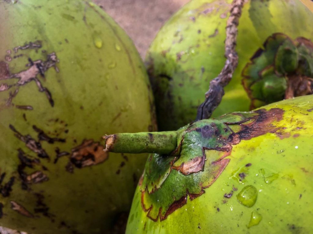cara kerja mesin kelapa muda
