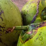 cara kerja mesin kelapa muda