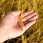 Alat Rontok Padi untuk Panen Lebih Efisien