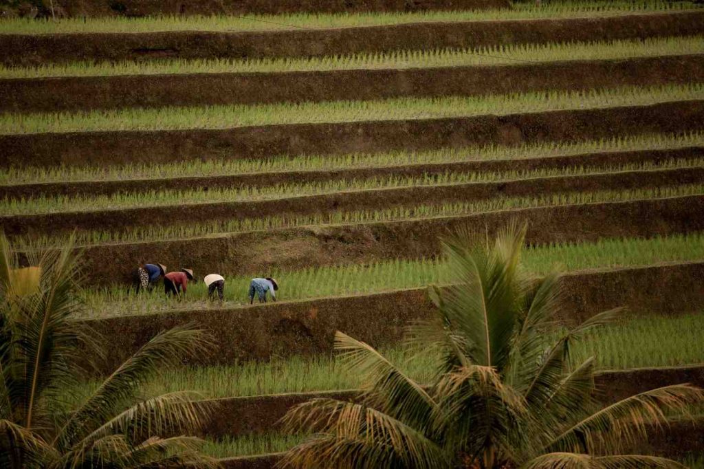 Keunggulan Alat Perontok Padi Tradisional bagi Petani