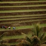 Keunggulan Alat Perontok Padi Tradisional bagi Petani