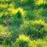 Cara Menggunakan Pencacah Rumput Multifungsi