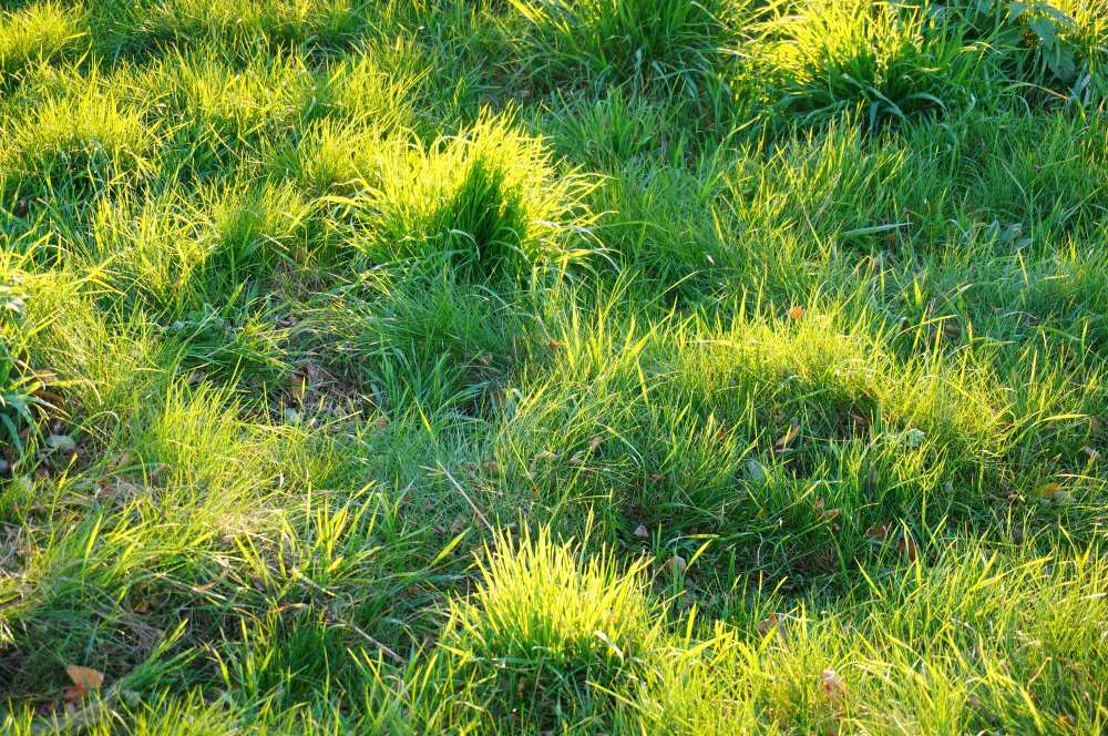 Cara Menggunakan Pencacah Rumput Multifungsi