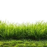 Tips Merawat Pencacah Rumput Gajah