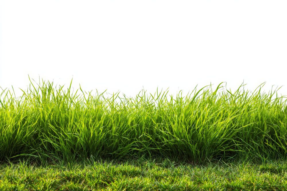 Tips Merawat Pencacah Rumput Gajah