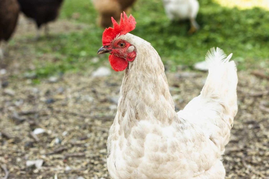 Tips Memilih Mesin Pencabut Bulu Ayam