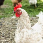 Tips Memilih Mesin Pencabut Bulu Ayam