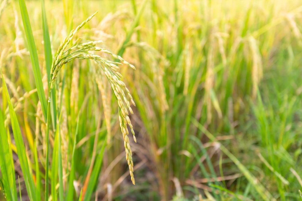 Alat Perontok Padi Manual Petani untuk Panen Lebih Praktis