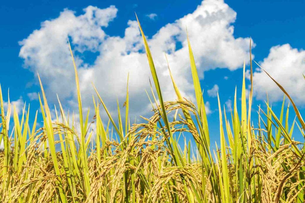 Alat Perontok Padi Petani untuk Panen Cepat