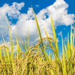 Alat Perontok Padi Petani untuk Panen Cepat