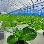 manfaat greenhouse untuk budidaya tanaman