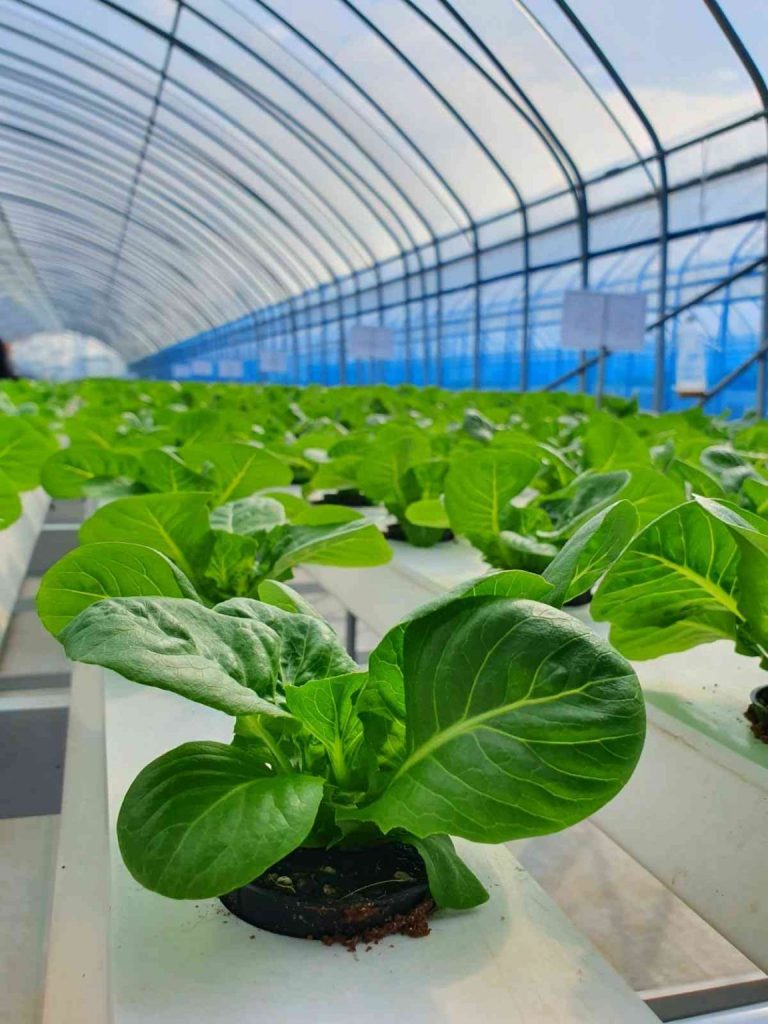 manfaat greenhouse untuk budidaya tanaman