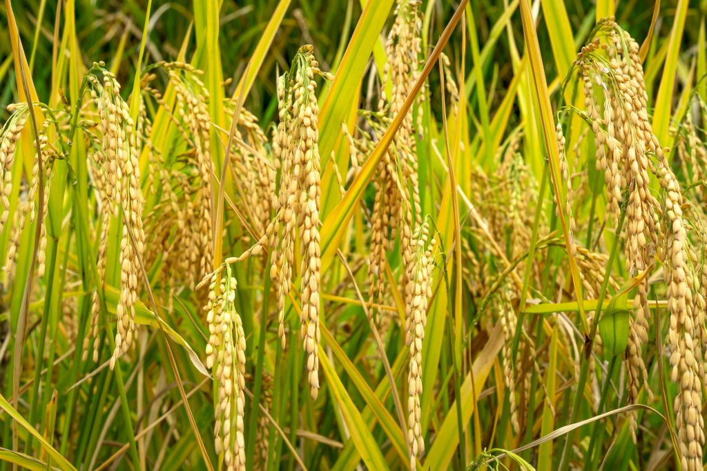 cara mengusir tikus sawah yang merajalela
