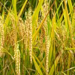 cara mengusir tikus sawah yang merajalela