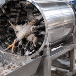 bagaimana proses pencabutan bulu ayam