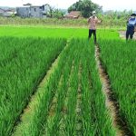 faktor yang memengaruhi hasil tanam menggunakan alat tanam padi