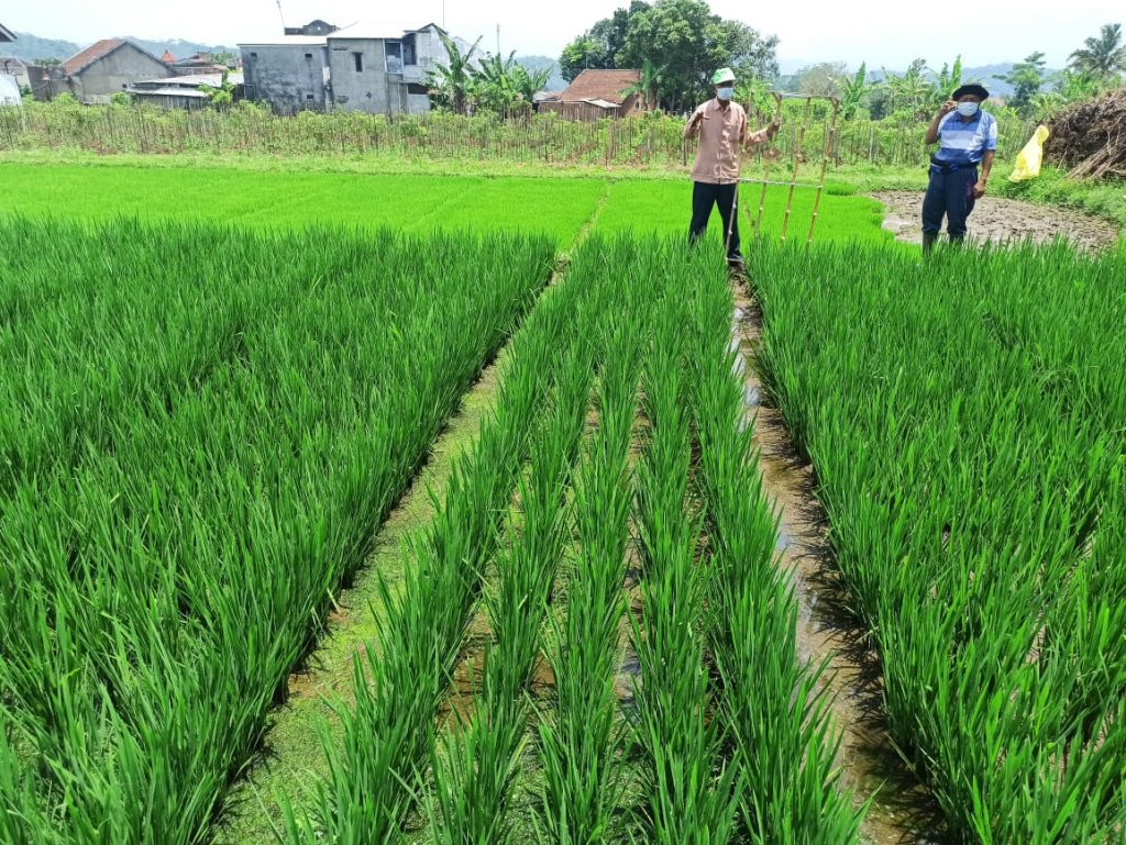 Jual Beli Alat Pertanian Harga Bersahabat untuk Kerja Lebih Hemat