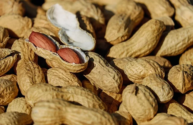 kacang tanah setelah dipanen