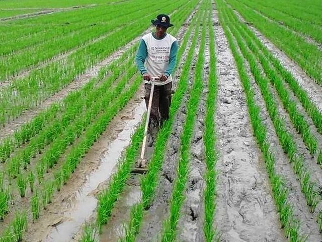 Manfaat Penanaman Padi Empat Baris yang Perlu Diketahui